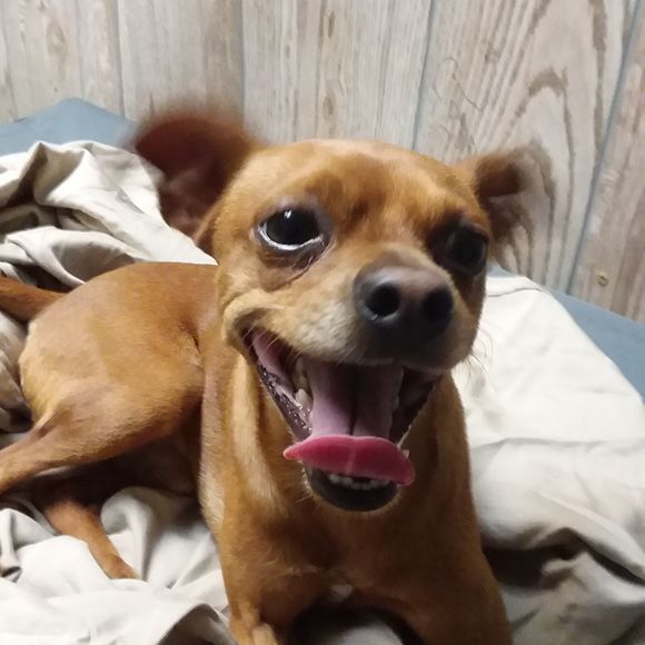 Meet your Posher, Emilio - Picture 1 of 1